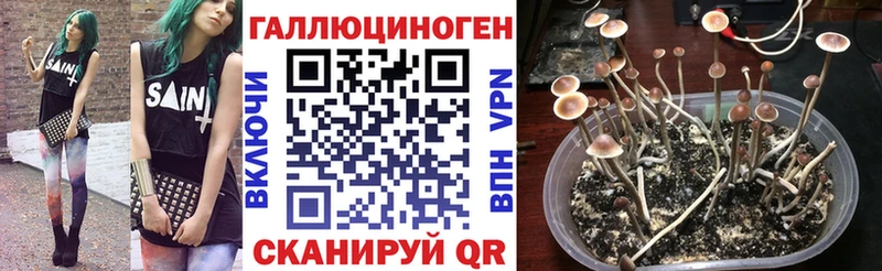 Галлюциногенные грибы Psilocybe  Купить закладки  Калач 